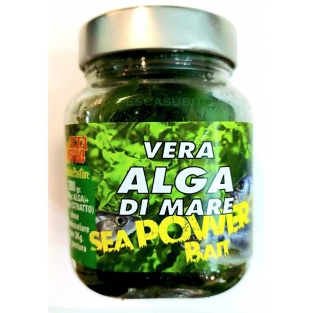 YEM VERA ALGA DI MARE - SOKAN YOSUNU